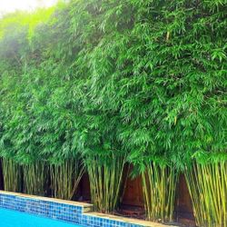Clumping Gracilis Bamboo ~ Top Bamboo for Privacy