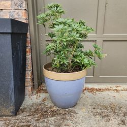 Outdoor. Plant. In. 14. In. Pot