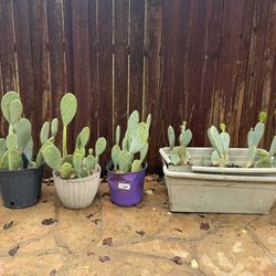 Cactus - Nopales