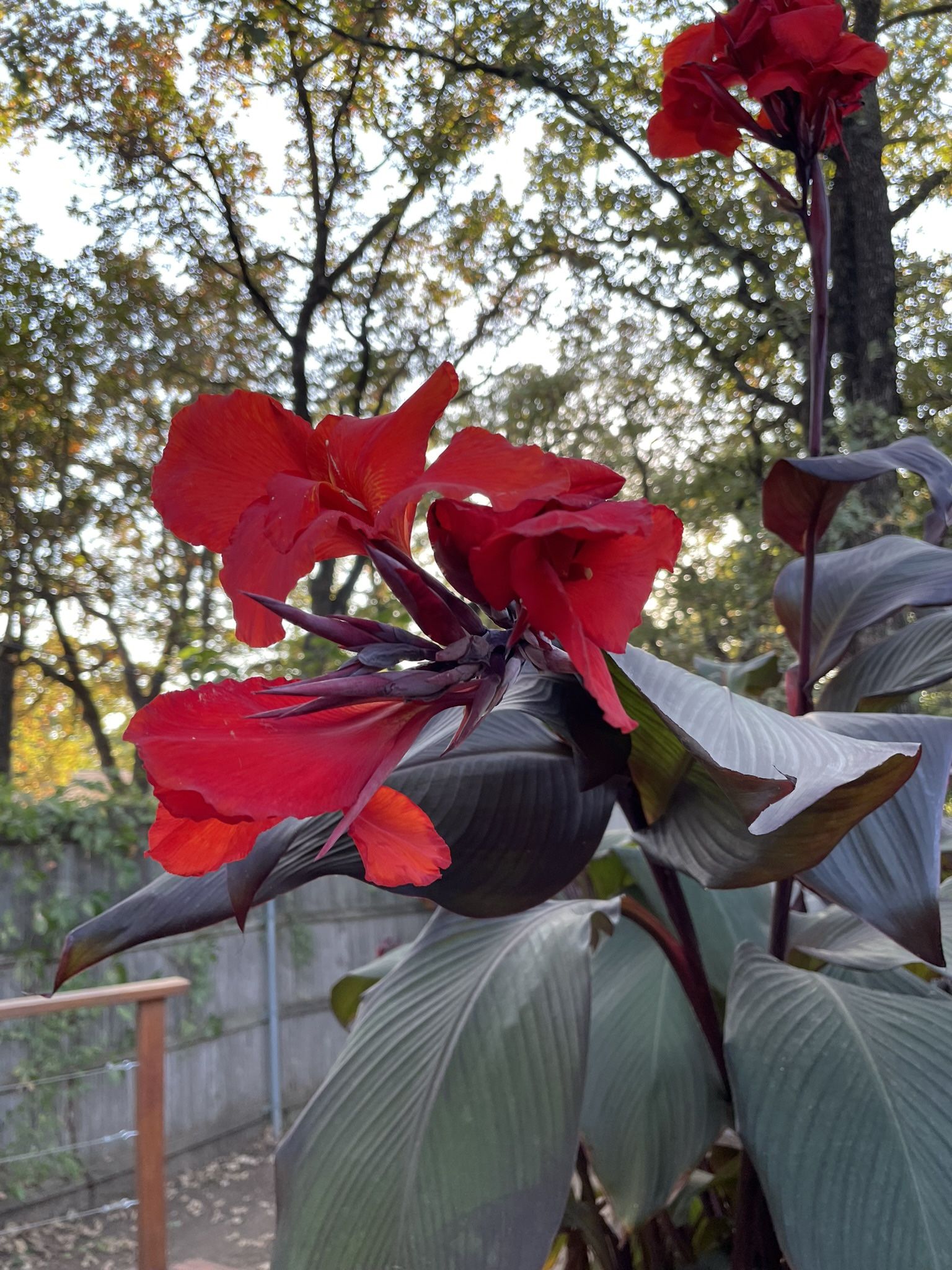 Large canna Lily Plant With Pot