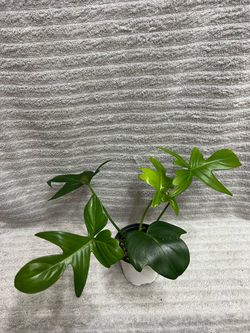 Philodendron Florida Green Live Plant
