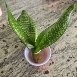 Baby Sansevieria Snake Plant ready to be potted

Great roots, ready to be potted
Low maintenance plant