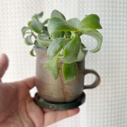 Happy houseplants White Queen Pothos / Creeping Charlie / Tradeacantia Zebrina / Arrowhead Syngonium