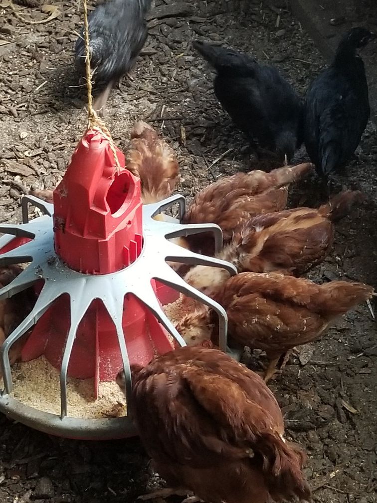 Hanging chicken feeders