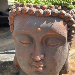 Cement Buddha Head With Plant 