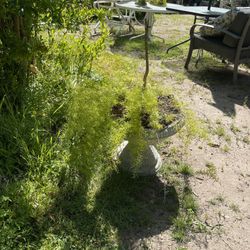 Green Plant 