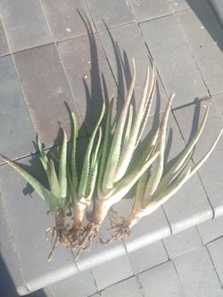 Free Aloe Vera cuttings