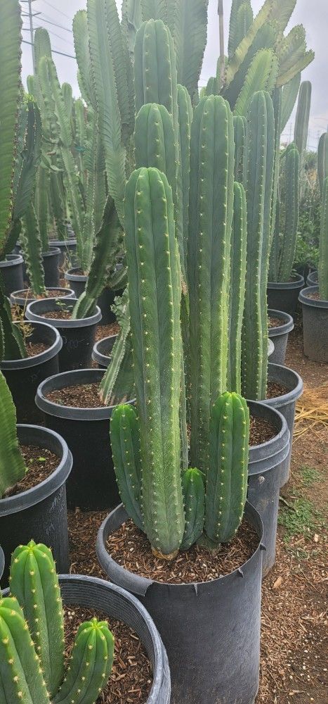 San Pedro Cactus Lawn & Garden