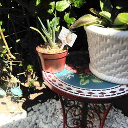 “PLANTS” Small aloe Vera Plant to decor any special Space to you.  Pequena planta de Sábila para decorar cualquier espacio especial para ti.