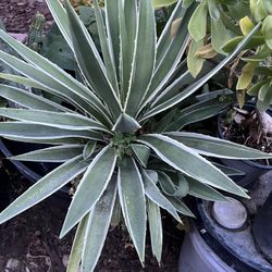 Plants 