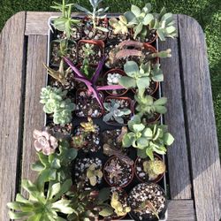A Variety Of Succulent Plants In 2" Containers 