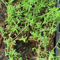 Strings Of Dolphins Succulent 