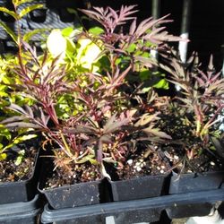 4" Potted Plants Asst 
