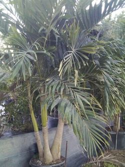 PRICE REDUCED! CHRISTMAS PALM IN 15 GALLONS OVER 5' FEET TALL WITH MULTIPLE TRUNK FOR ONLY $50! ONLY A FEW LEFT