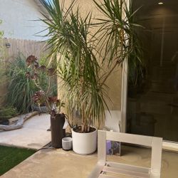 Beautiful Indoor Plant 