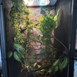 Chameleon +Enclosure