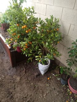 Kumquat trees from for sale
