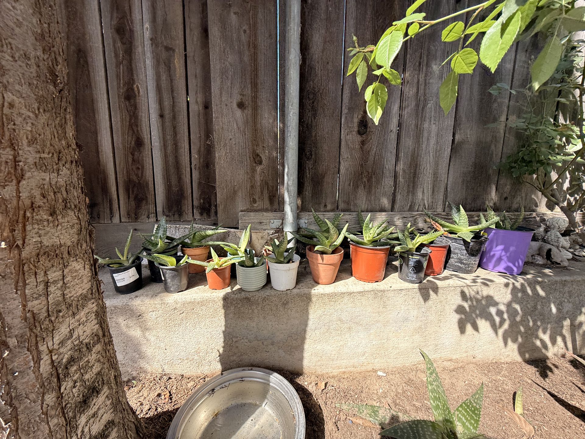 Plantas de Aloe Vera