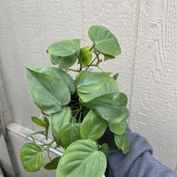 Philodendron Cordatum