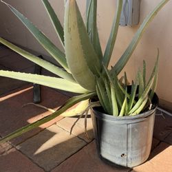 Miscellaneous Aloe Plants