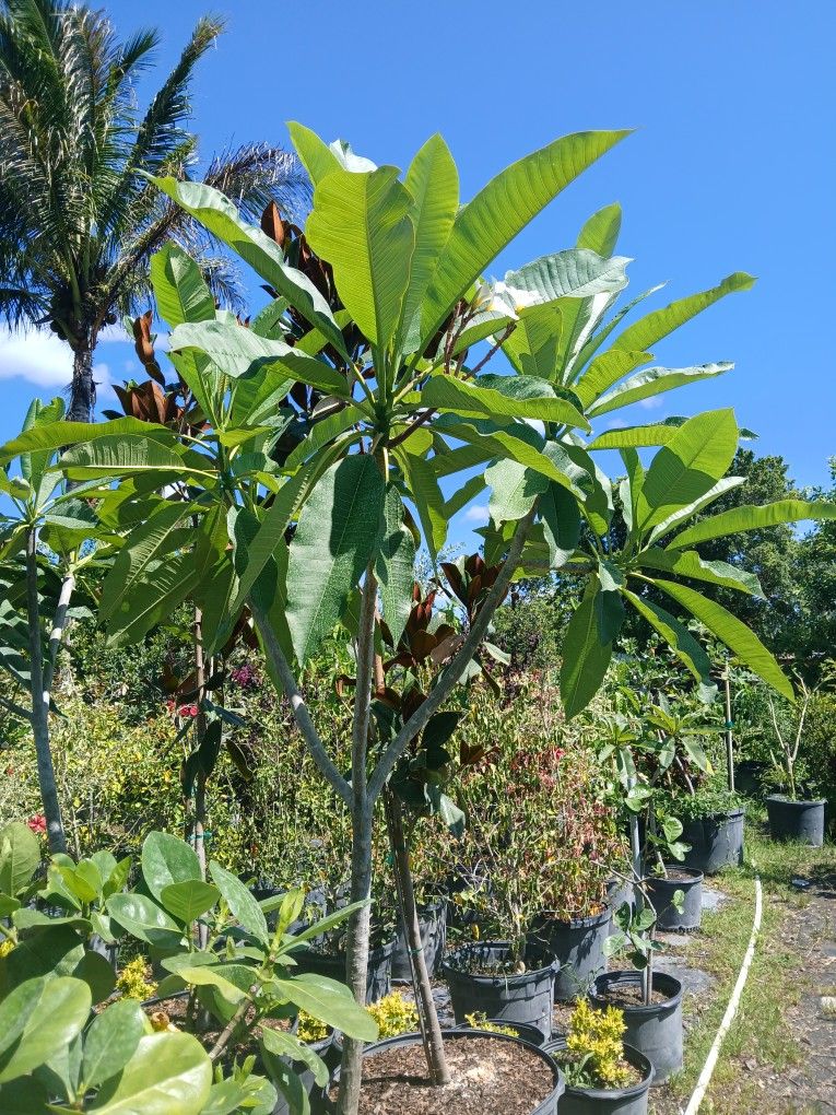 Plumeria Trees Huge Sale Now $110