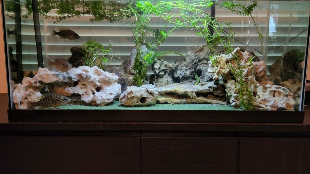 40 Gallon Long Tank/aquarium