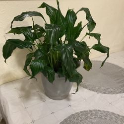 Beautiful Plant 