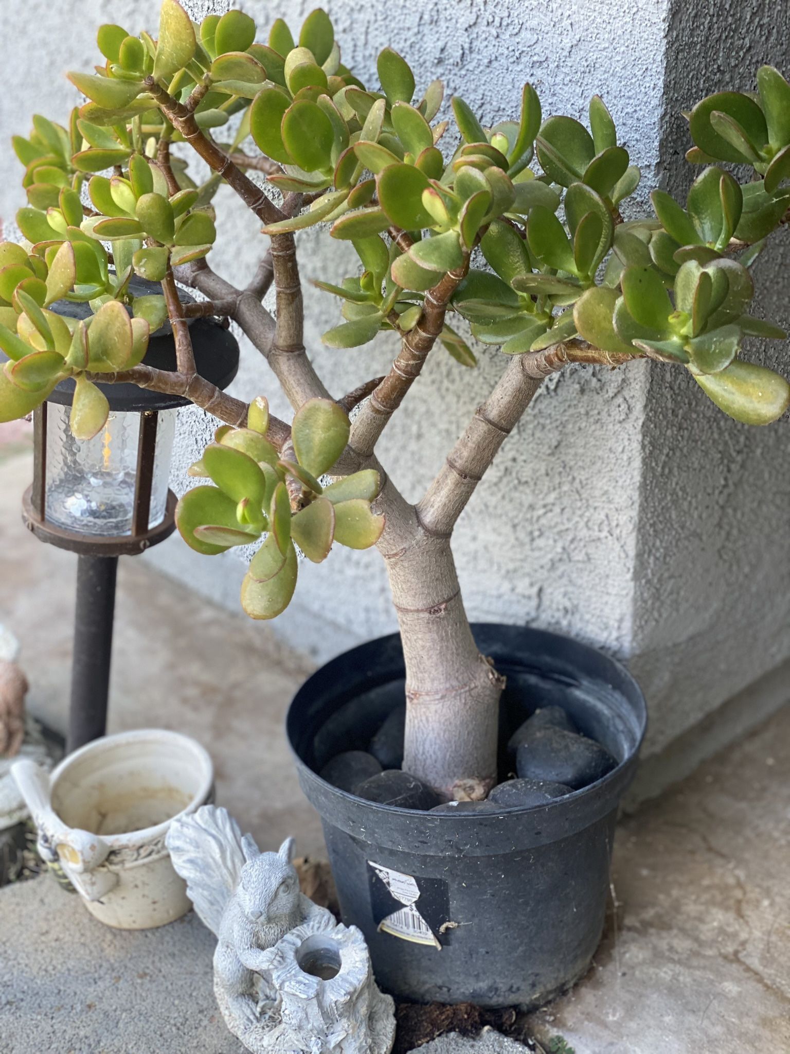 Jade Plant