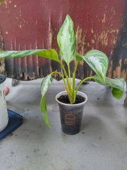 Aglaonema Silver Bay Plant