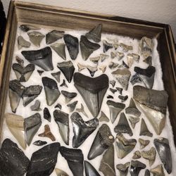Venice Beach Land Shark Teeth For Sale 