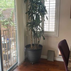 Fragrant dracaena, Happy plant