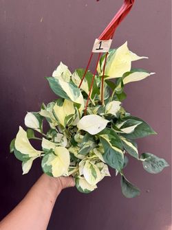 6” Manjula Pothos