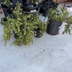 Elephant Food Plants 