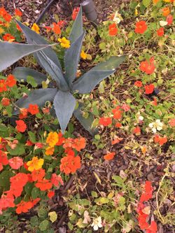 Agave Succulent Plant -