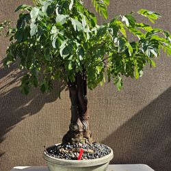 Old Calliandra RED Bonsai Tree   