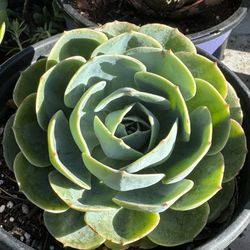 Succulent’s Plants 4”pot 