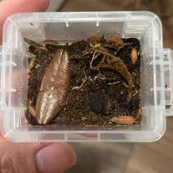 10 count powder orange isopods and springtails