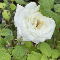 Rosas cinco galones $13 cada uno