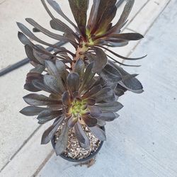 Potted Succulent