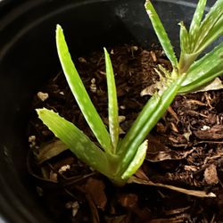 Aloe Plant For Trade
