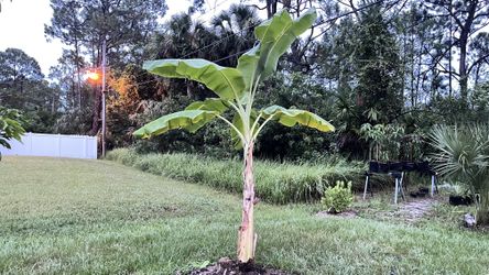 Banana Plant About 10 Ft 