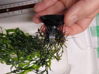 Aquarium plants: Bolbitis heudelotii mini