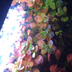 Aquarium Plants 