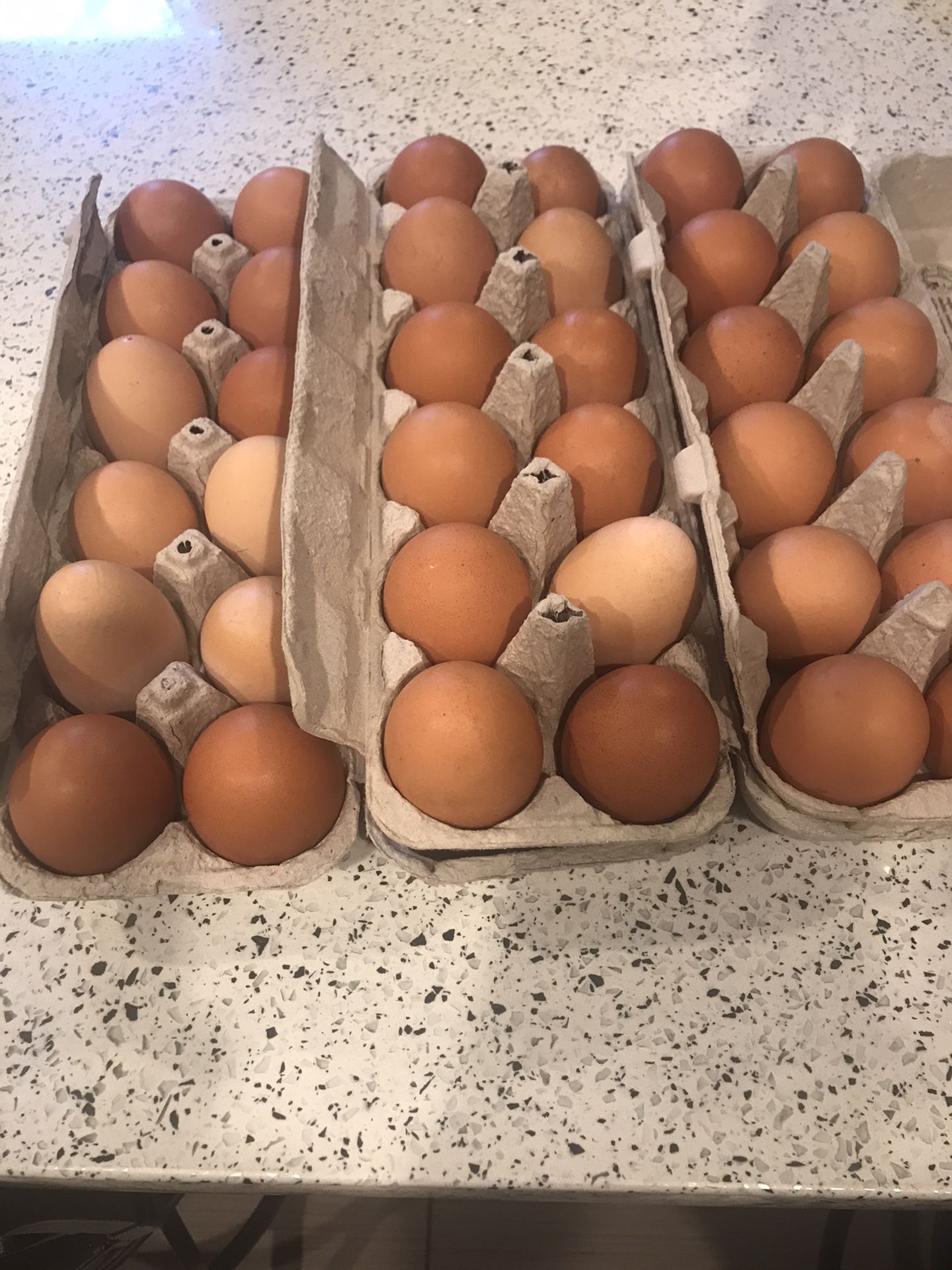 Organic Fresh eggs daily