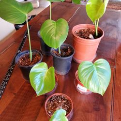 Young Monstera Deliciosa Plant's 