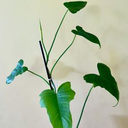 Philodendron Mottled Golden Dragon (B)