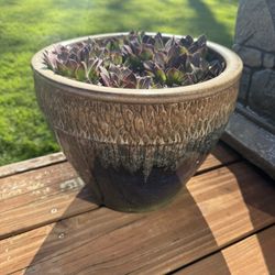 Ceramic Planter Succulents Included 9.5” x 11.5” 