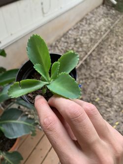 Mother Of Thousands 