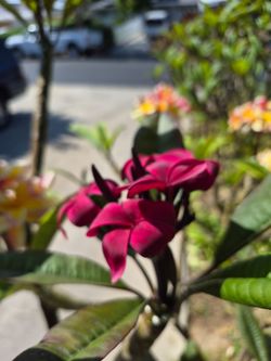 Scott Pratt plumeria Cutting