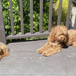 Excellent West End brown L Shaped Couch